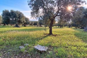 Uliveto 6000 metri quadri