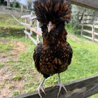 Coppia galline padovane