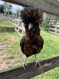 Coppia galline padovane