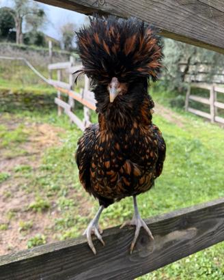 Coppia galline padovane