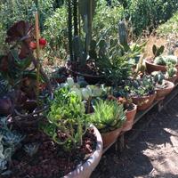 CACTUS - PIANTE GRASSE VARIE FAMIGLIE