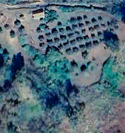 Vedo terreno Agricolo