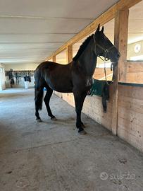 Cavallo