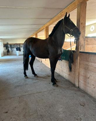 Cavallo