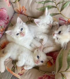Cuccioli Ragdoll Cream e Bicolor nati il 16 luglio