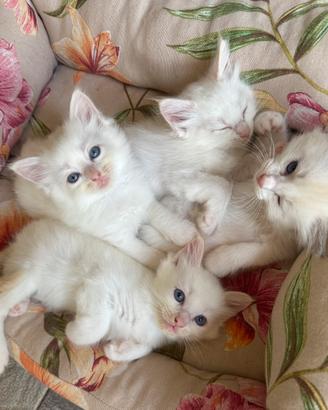 Cuccioli Ragdoll Cream e Bicolor nati il 16 luglio