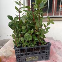 💥 ALLORO LAURUS NOBILIS AROMATICO 