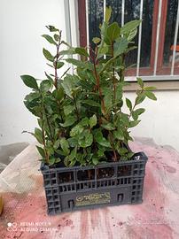 💥 ALLORO LAURUS NOBILIS AROMATICO 