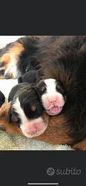 Cuccioli bovaro del Bernese alta genealogia