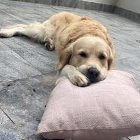 Maschio-Stallone Golden Retriever inglese