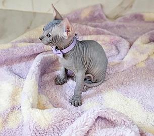 Sphynx ultima cucciola pedigree Enfi