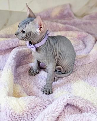 Sphynx ultima cucciola pedigree Enfi