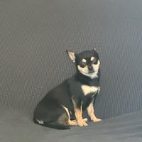 Chihuahua pelo corto