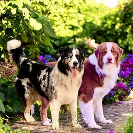 Pastore Australiano Australian Shepherd cuccioli