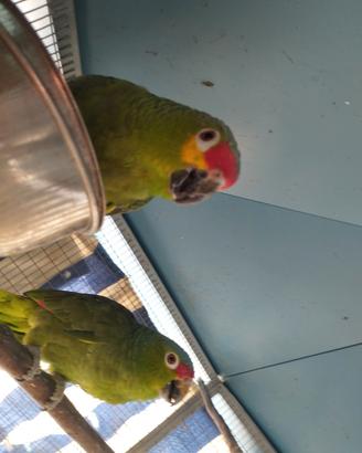 Amazone
