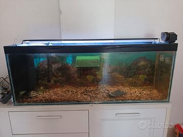 Acquario