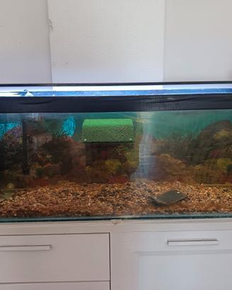 Acquario