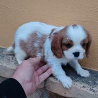 Cavalier king