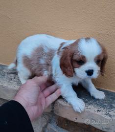 Cavalier king