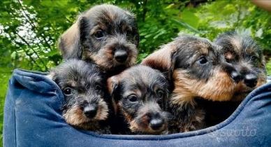 Bassotto ruvido pedigree