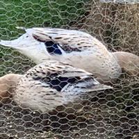 Germane argento selvatico