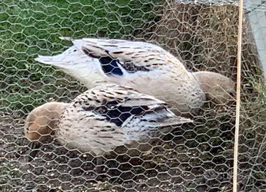 Germane argento selvatico