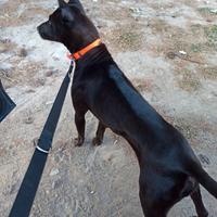 Cuccioli Thai Ridgeback ENCI