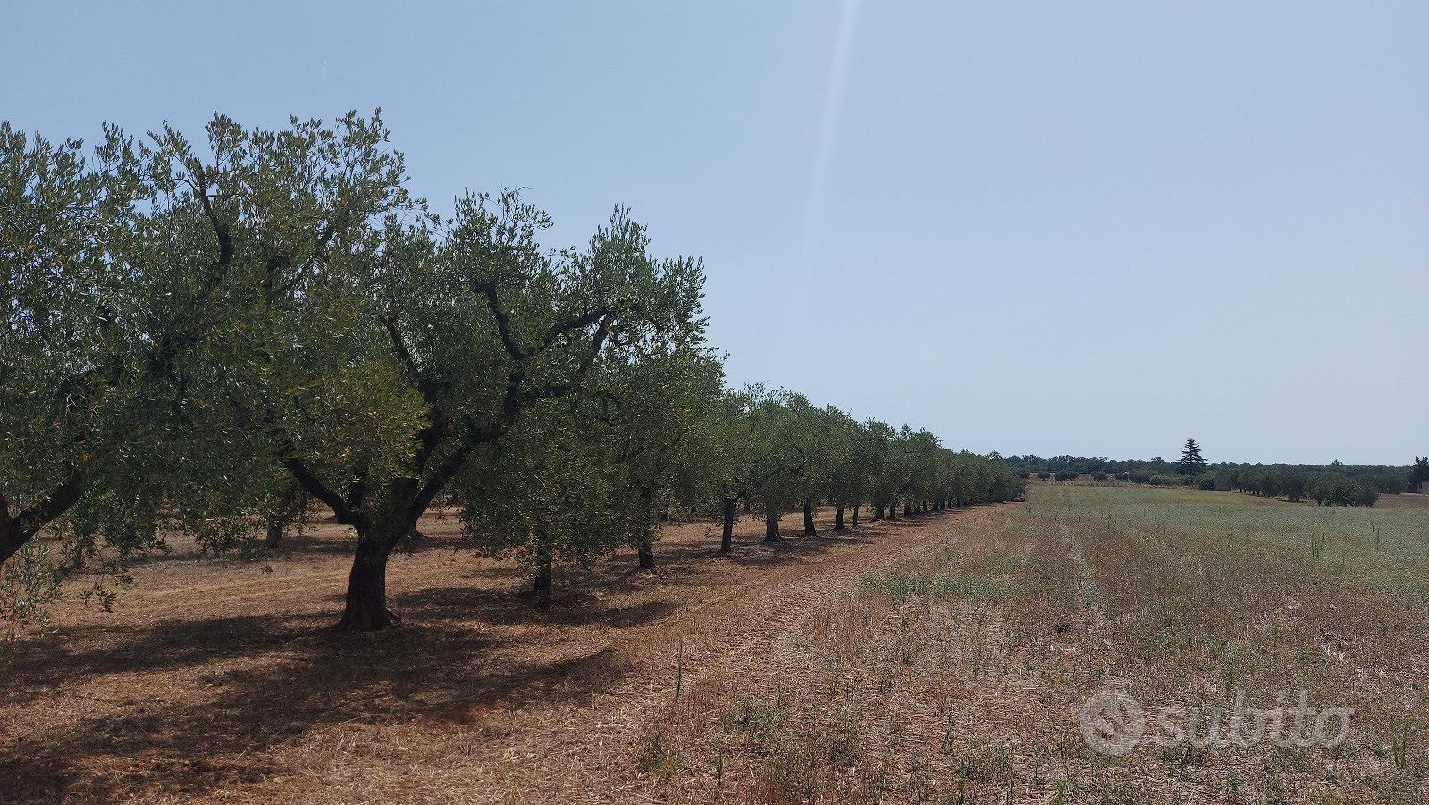 Uliveto in c.da Selvapiana - Vista 2