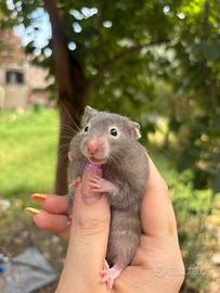 Cuccioli criceto dorati