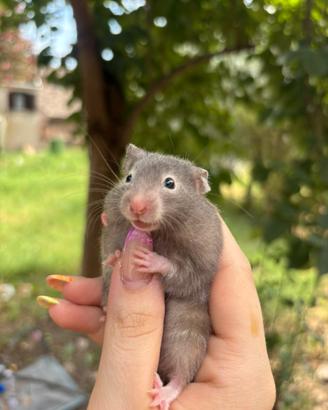 Cuccioli criceto dorati