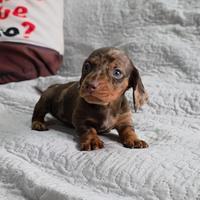 Bassotto nano arlecchino con pedigree