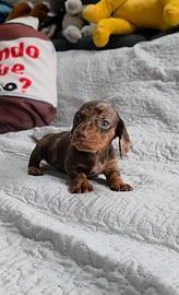 Bassotto nano arlecchino con pedigree