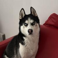 Axel è un Siberian Husky di 2 anni e tre mesi, vac