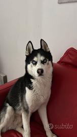 Axel è un Siberian Husky di 2 anni e tre mesi, vac