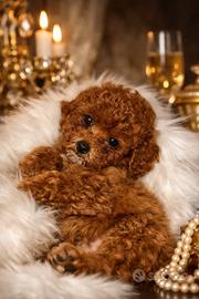 Barboncino Toy e mini Toy disponibili pag a rate