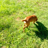 Segugi maremmani da cinghiale