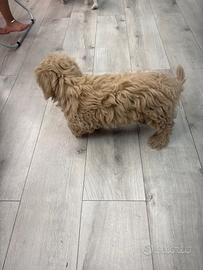 Cucciolo di maltipo