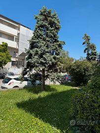 alberi da tagliare 
