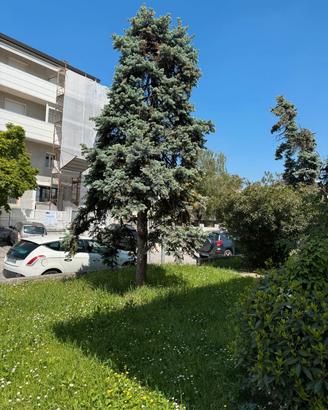 alberi da tagliare 