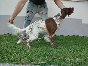 Setter Inglese
