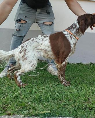 Setter Inglese