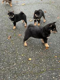 Ultimi super cuccioli shiba