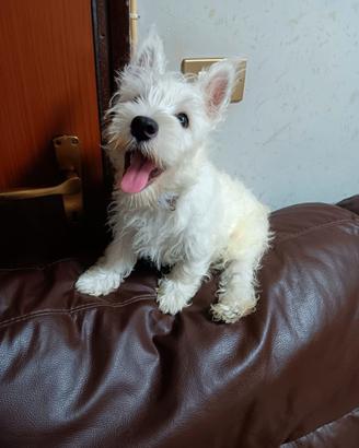 Cuccioli di west highland White terrier con pedigr