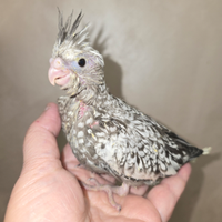 Pulli di calopsite, inseparabili, cocorite, alleva