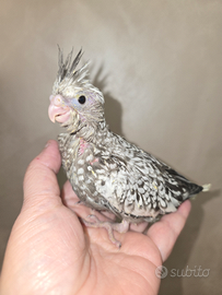 Pulli di calopsite, inseparabili, cocorite, alleva