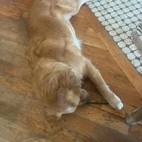 Femmina Golden retriever