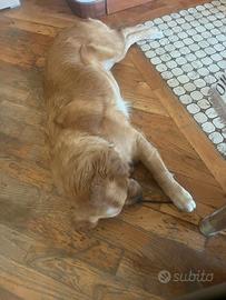 Femmina Golden retriever