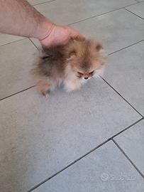 Spitz pomerania toy