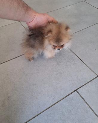 Spitz pomerania toy