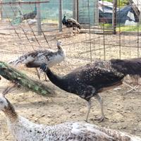 Pavoni Bronzo Nigripennis e altre colorazioni